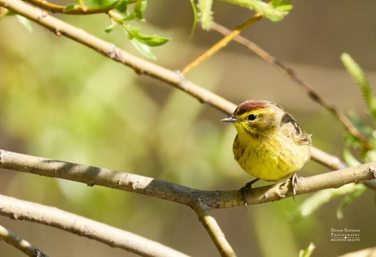 Palm Warbler Central Park Spring Migration 2026