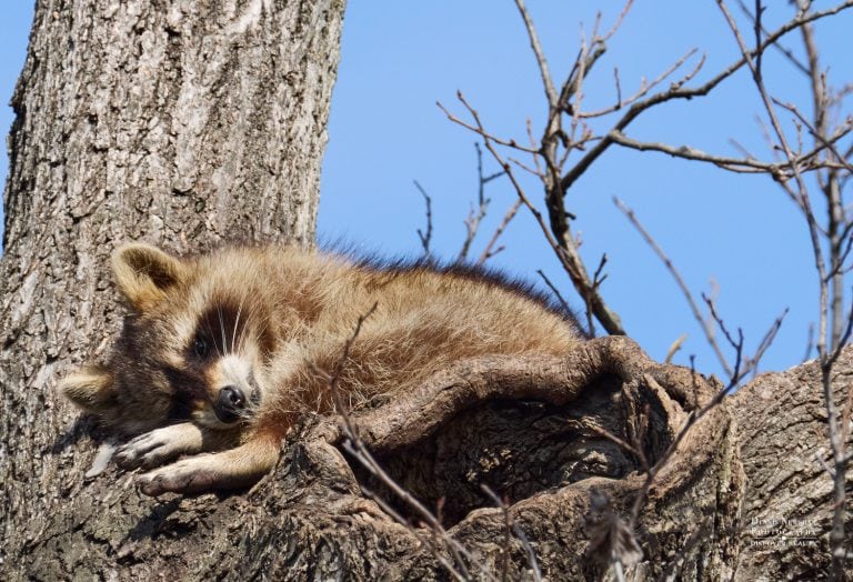Raccoon in Central Park Spring Migration 2026