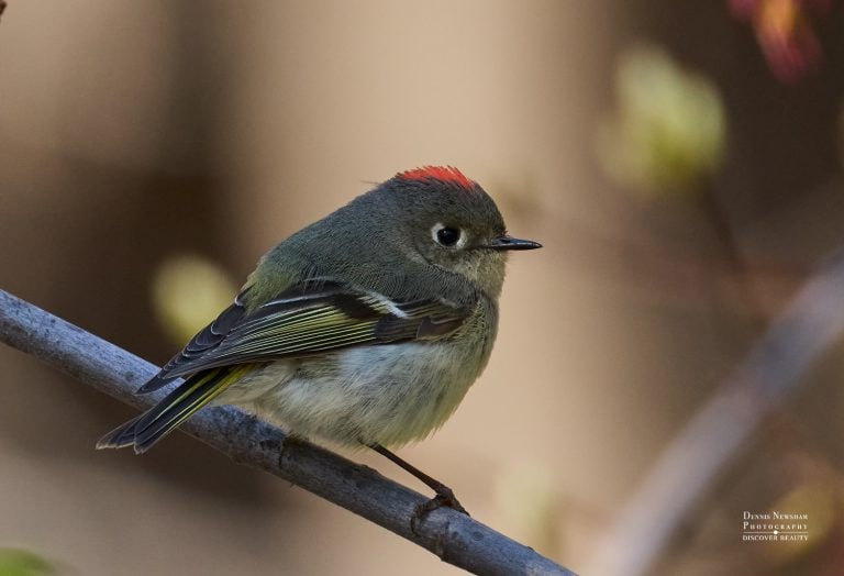 Ruby-crowned Kinglet Central Park Spring Migration 2026