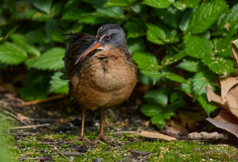 Virginia Rail Bryant Park Spring Migration 2026