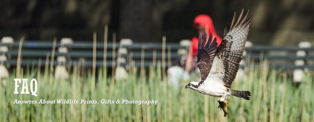 Osprey flying over a New York City wetland with a fish photographed by Dennis Newsham