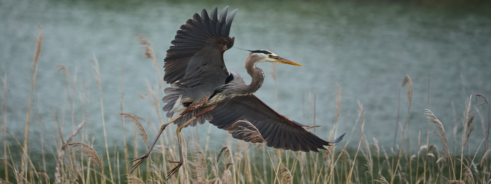 Great Blue Heron Dennis Newsham NY 2025 5864 web