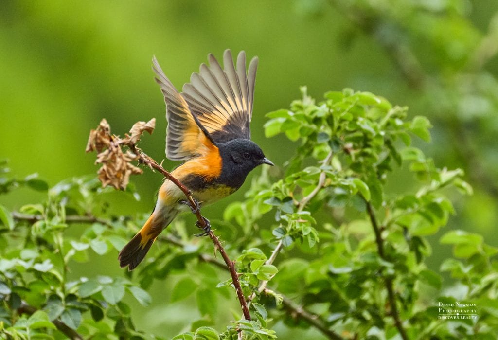 American Red Start during Spring Migration in Central Park 2026, NYC