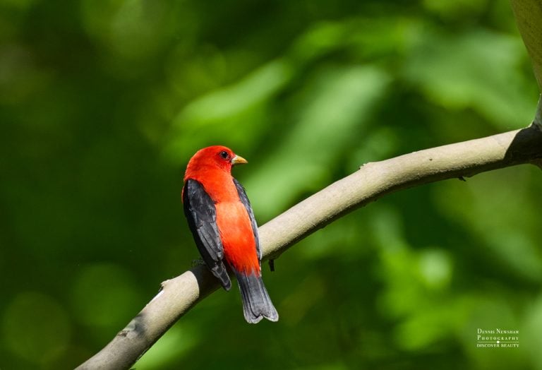 Male Scarlet Tanager during spring migration in Central Park, New York City