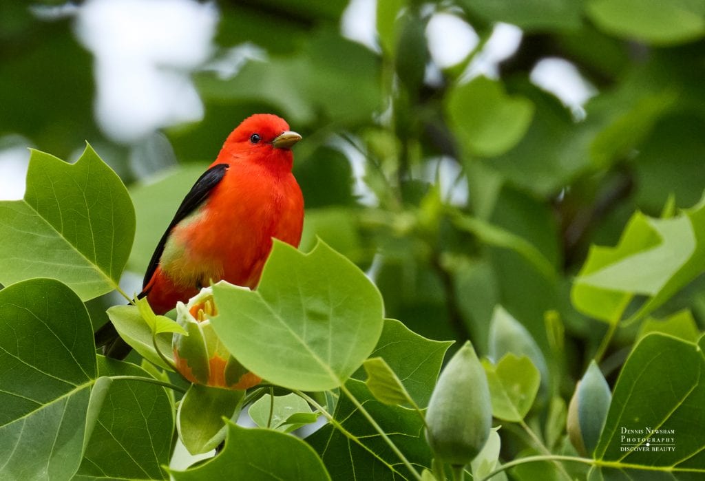 Male Scarlet Tanager in a Tulip Tree during spring migration in Central Park, New York City