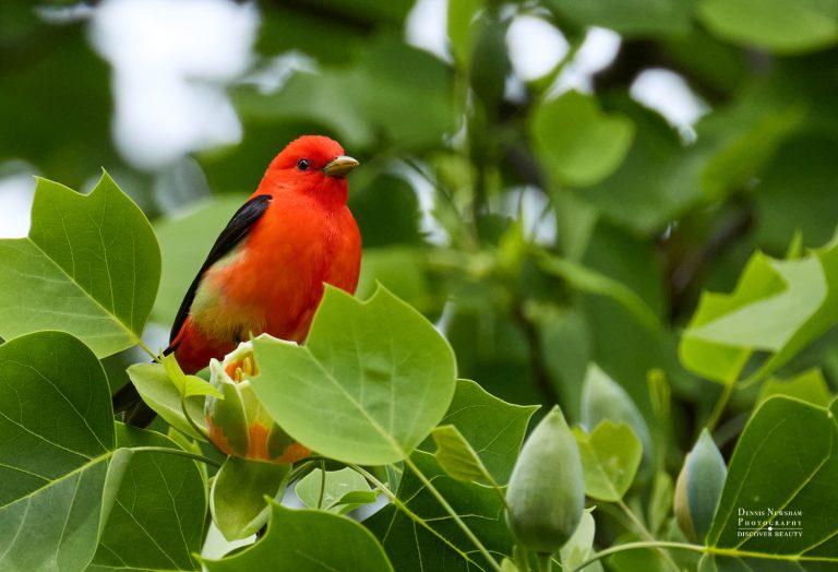 Male Scarlet Tanager in a Tulip Tree during spring migration in Central Park, New York City