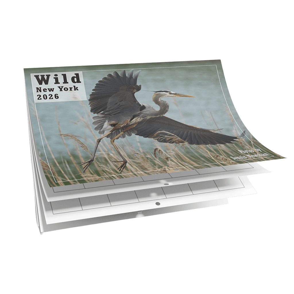 Wild New York Calendar 2026