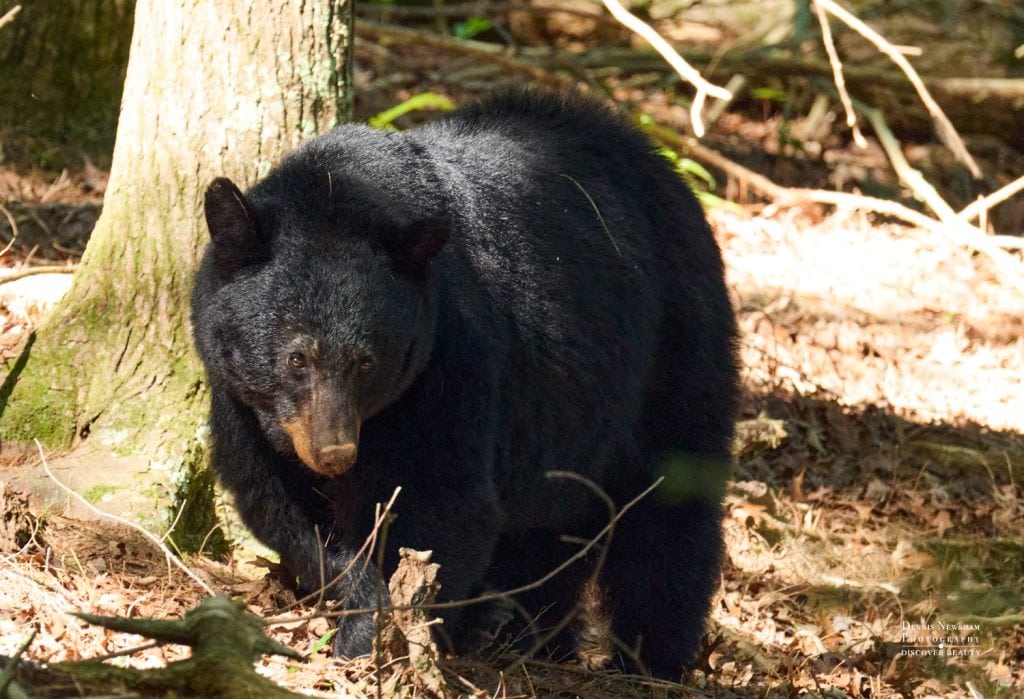 Black bear standing in a sunlit forest, looking downward among fallen leaves and roots by a tree trunk