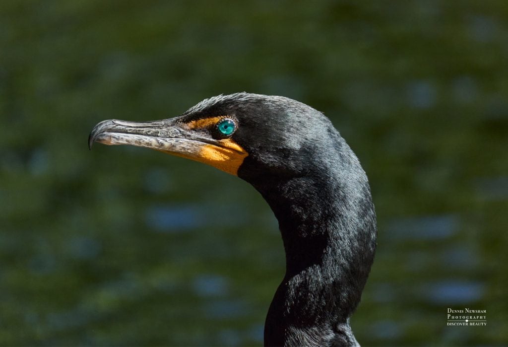 Double-crested Cormorant at the Harlem Meer in Central Park striking a pose