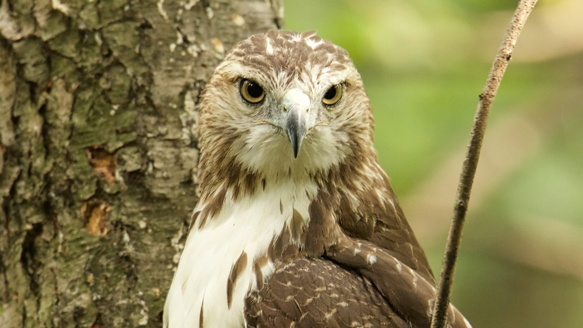Red-tailed Hawk in Central Park appears cover of Wild New York 2021