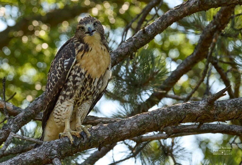 Hawk perched on a pine branch, facing forward with a pale chest and speckled brown wings in a sunlit forest.