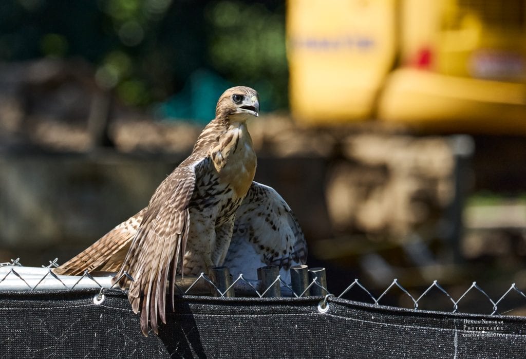 Red-tailed Hawk perched on a chain-link fence with blurred yellow construction equipment in the background in Central Park