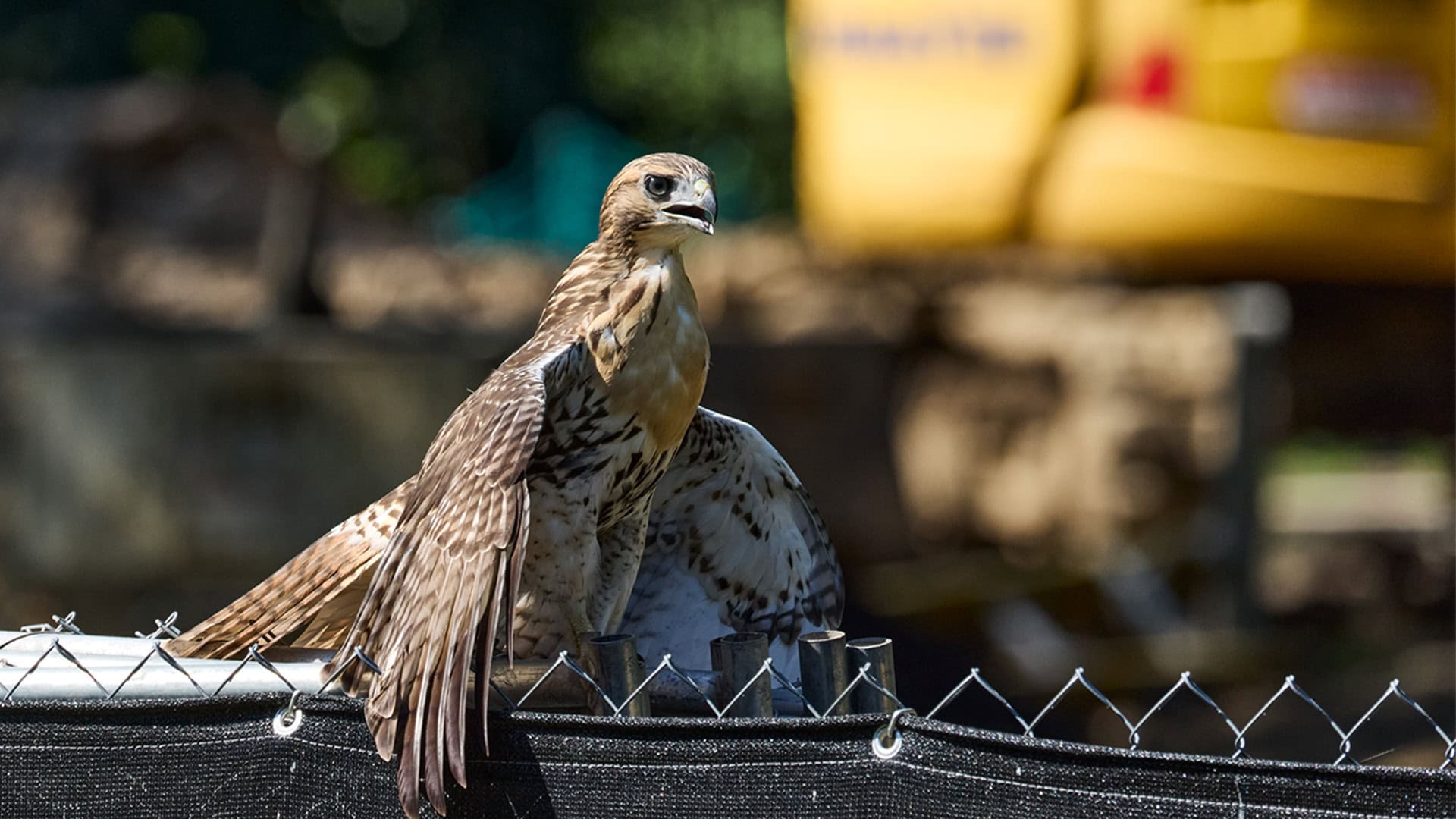 Red-tailed Hawk in Central Park featuring photo for blog post A Little Birding Goes Along Way