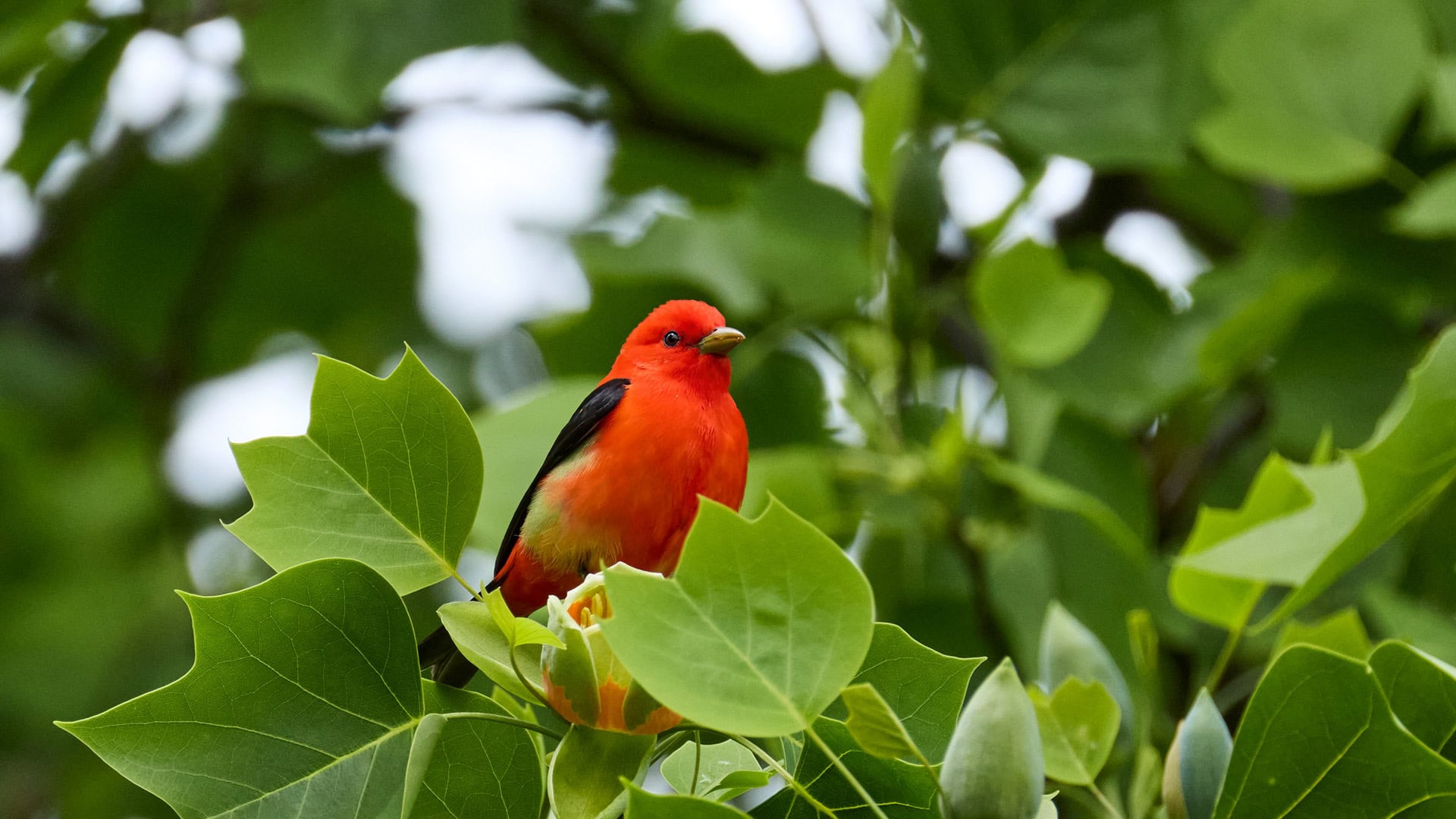 Male Scarlet Tanager in a Tulip Tree during spring migration in Central Park, New York City