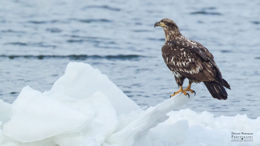 Immature Bald Eagle standing on ice along the Hudson River in winter