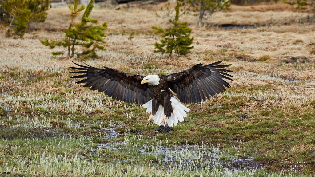 Bald Eagle photographed during a wildlife photography trip to Yellowstone National Park