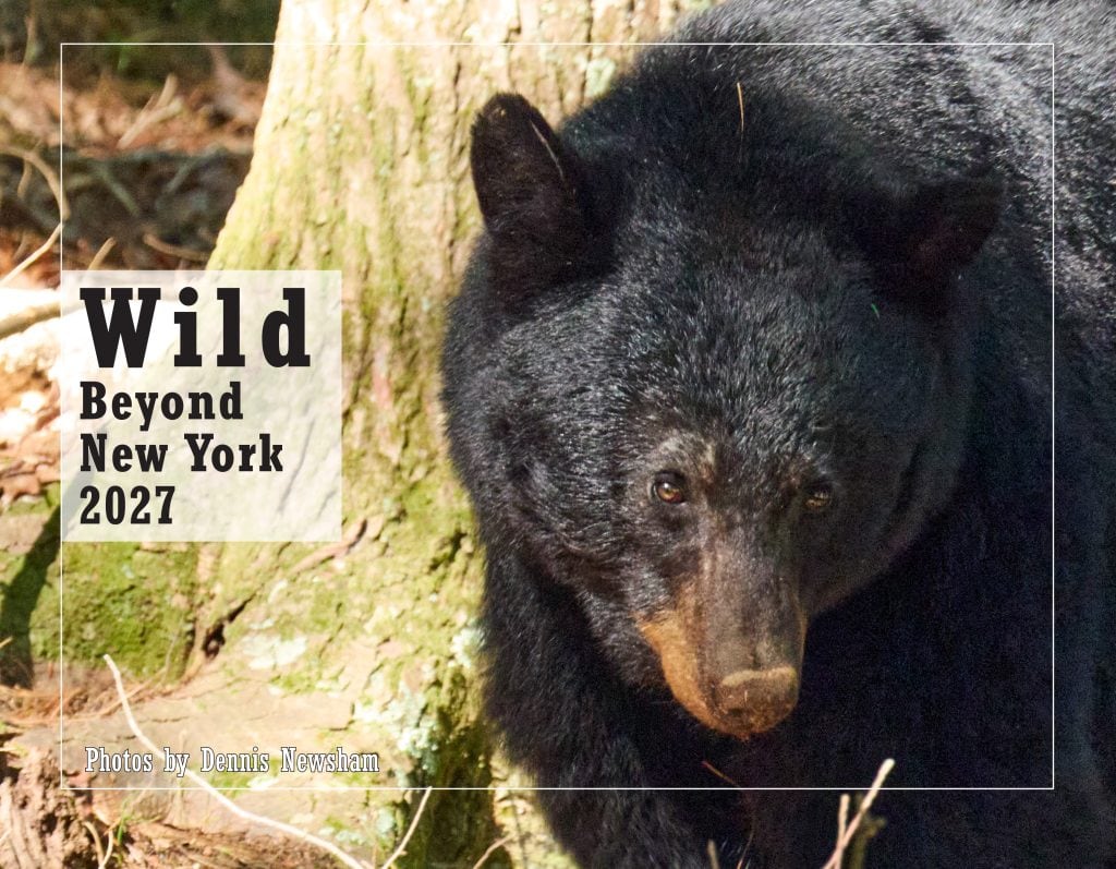 Wild Beyond New York 2027 wildlife photography calendar by Dennis Newsham