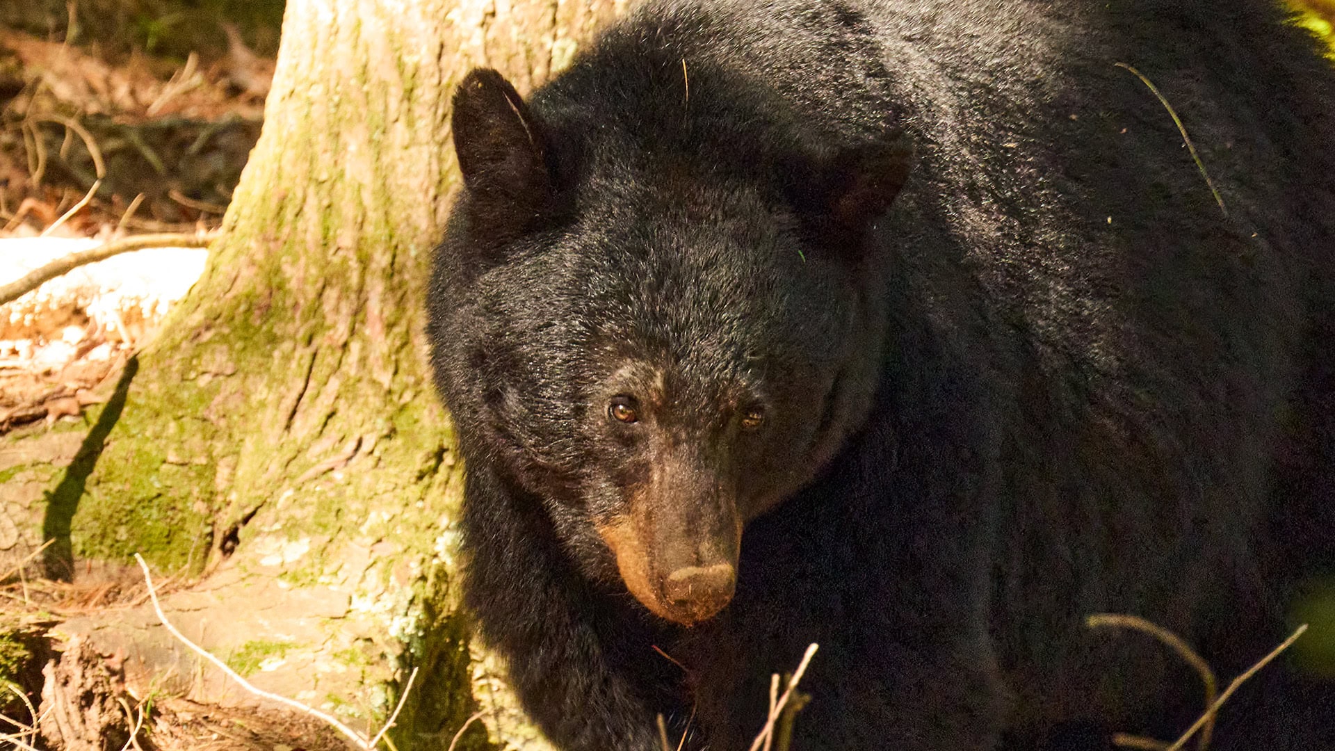 Black Bear featured on the Wild Beyond New York 2027 Calendar by Dennis Newsham