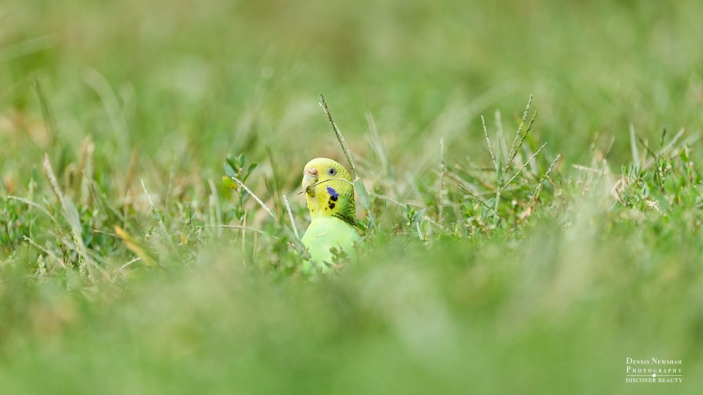 Escaped Parakeet foraging on the ground in Central Park