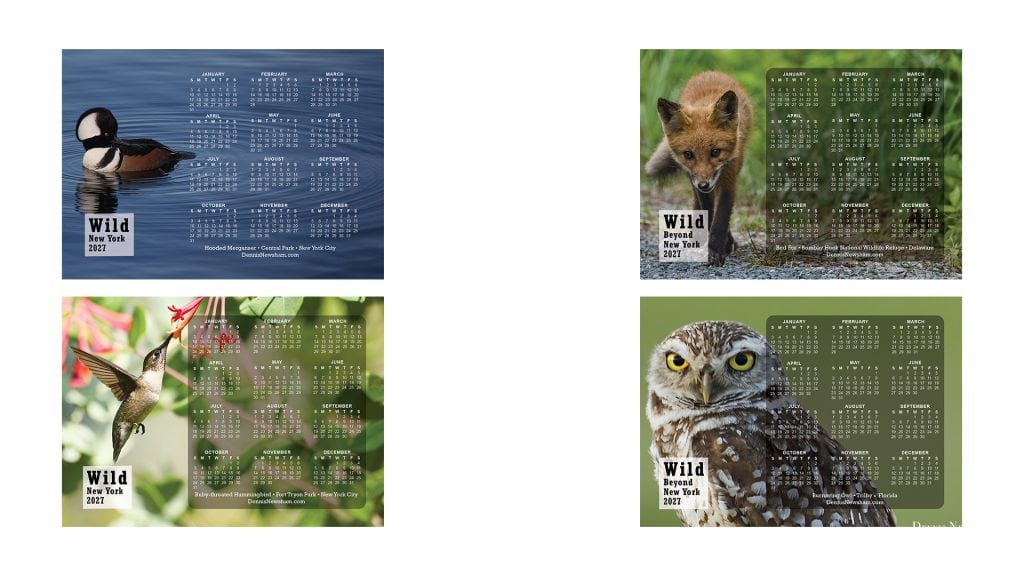 Four 2027 wildlife calendar magnet designs featuring photography by Dennis Newsham