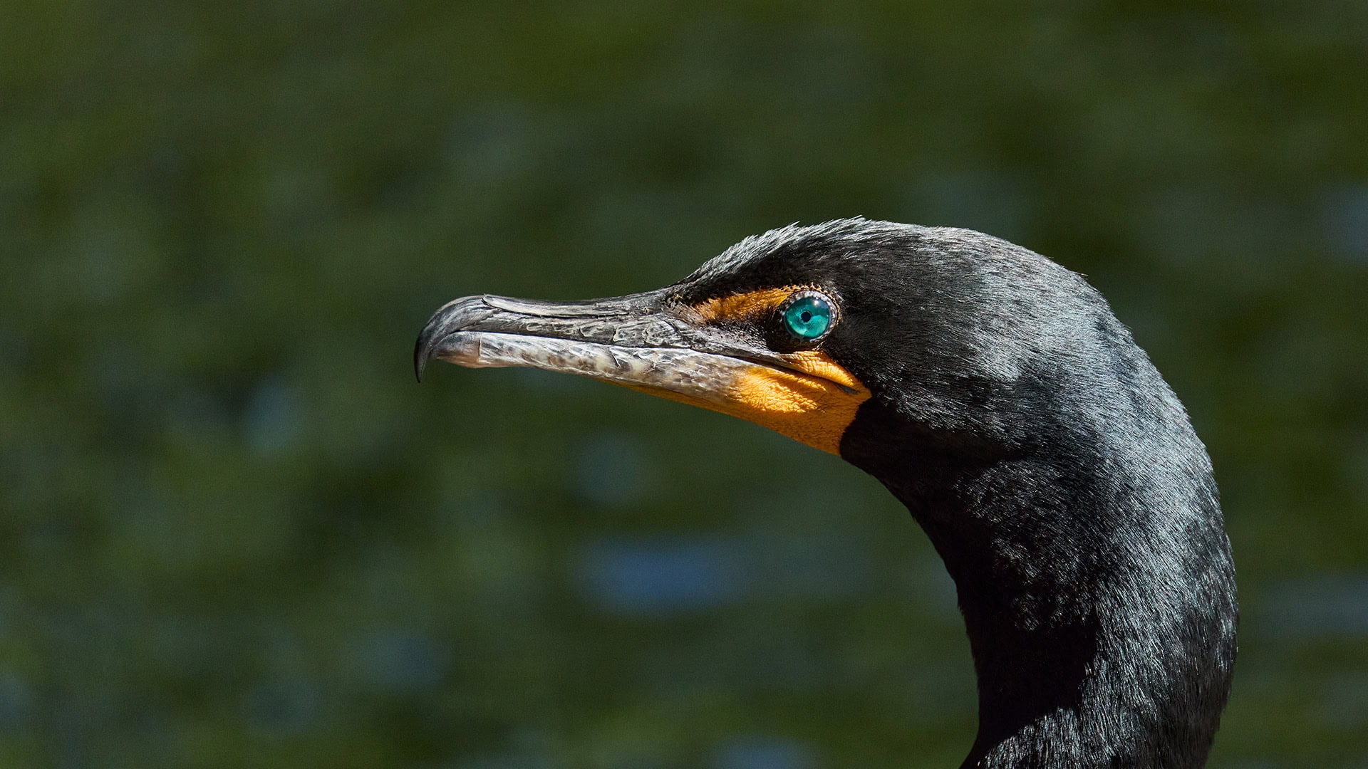 Double-crested Cormorant featured on the Wild New York 2027 Calendar by Dennis Newsham