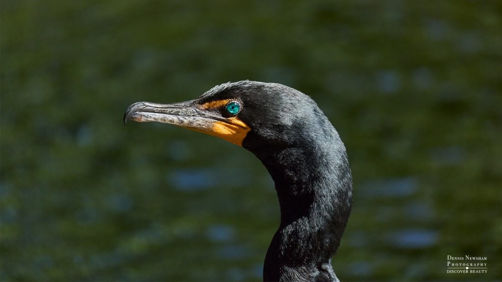 Double-crested Cormorant near the Harlem Meer in Central Park, New York City