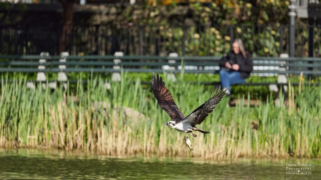 Osprey emerging from the Harlem Meer with a fish in Central Park