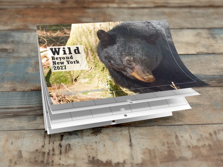 Wild Beyond New York 2027 wildlife calendar featuring a Black Bear by Dennis Newsham