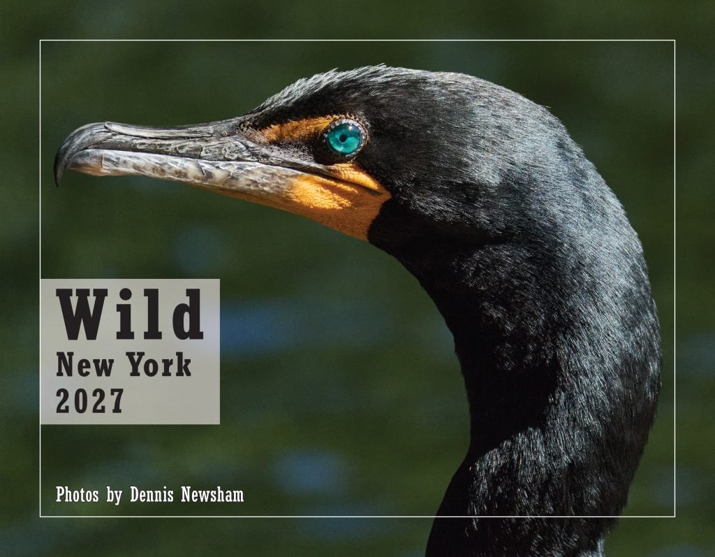 Wild New York 2027 wildlife photography calendar by Dennis Newsham