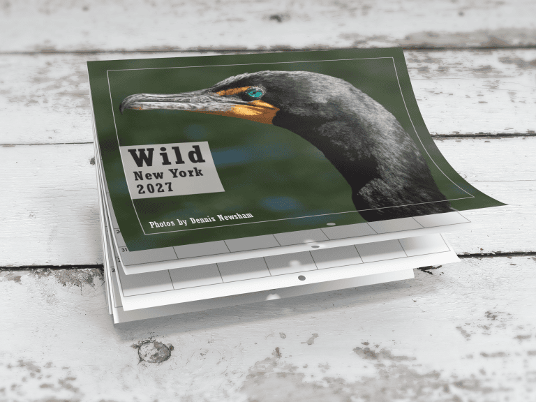 Wild New York 2027 wildlife calendar featuring a Double-crested Cormorant by Dennis Newsham