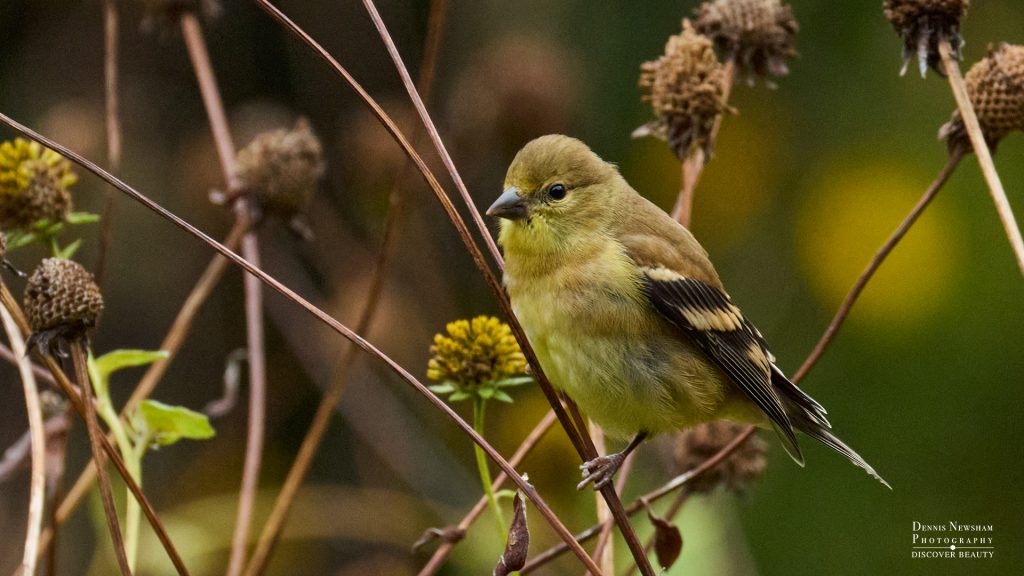 American Goldfinch in Central Park during fall migration