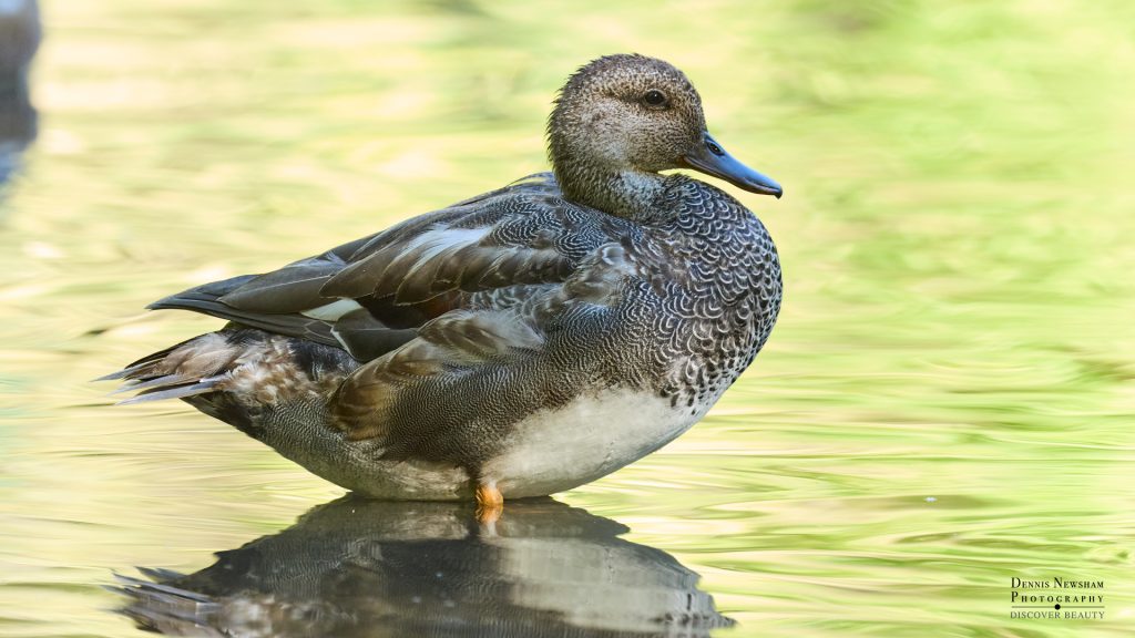 Gadwall in Central Park during fall migration