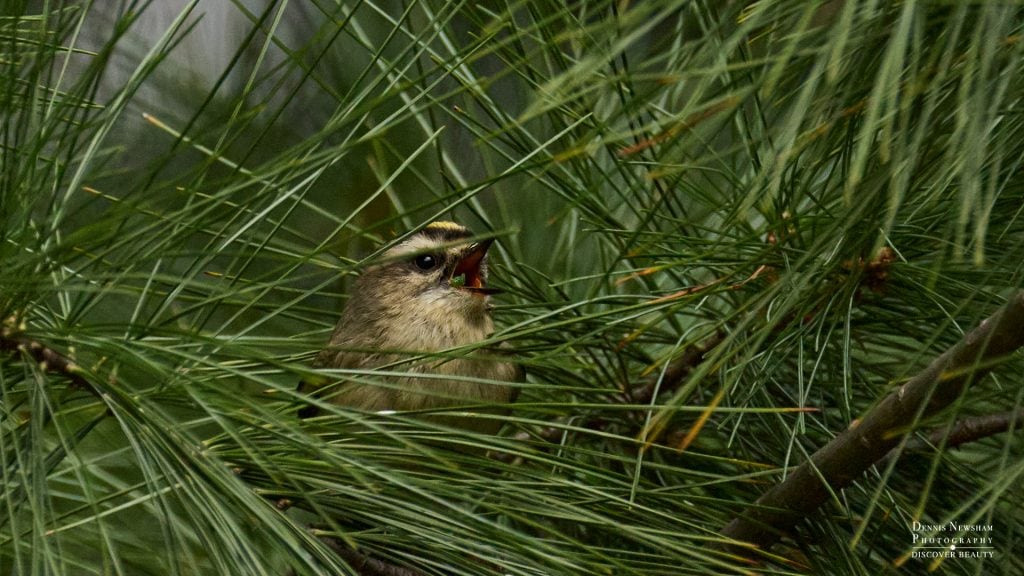 Golden-crowned Kinglet in Central Park during fall migration