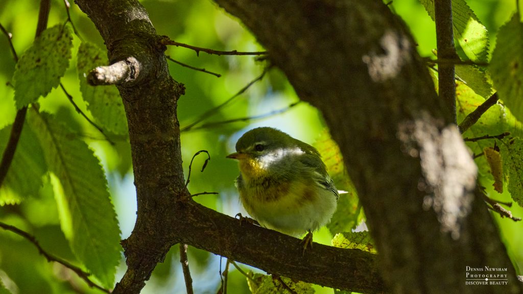 Northern Parula in Central Park during fall migration