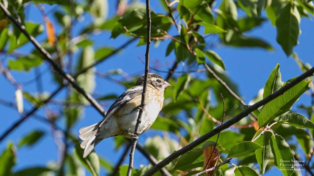 Rose-breasted Grosbeak in Central Park during fall migration
