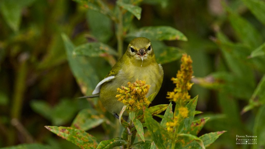 Tennessee Warbler in Central Park during fall migration