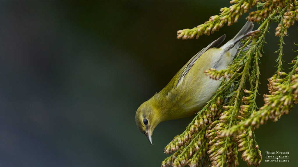Tennessee Warbler in Central Park during fall migration