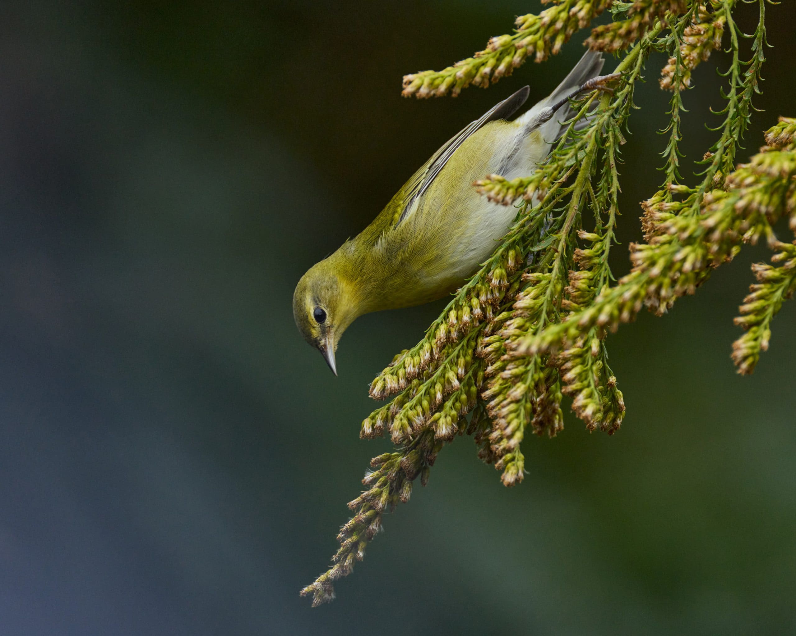Tennessee Warbler in Central Park during fall migration
