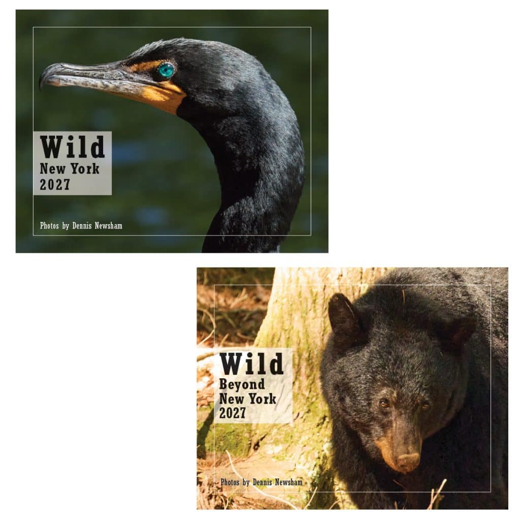 Wild New York 2027 and Wild Beyond New York 2027 wildlife calendar covers by Dennis Newsham