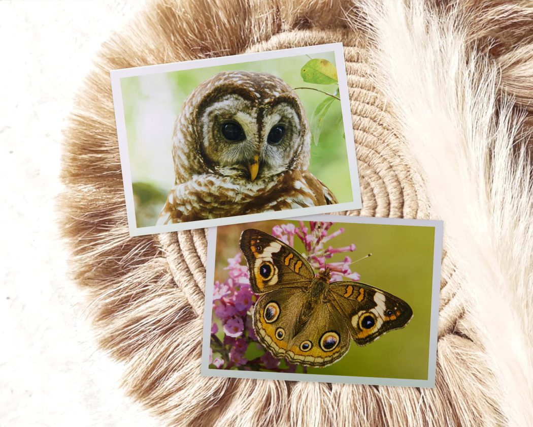 Greeting Cards Set of 10 Wildlife Photography by Dennis Newsham